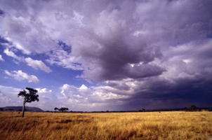 Photograph of Africa Plains