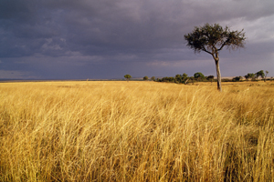 Photograph of African Storm