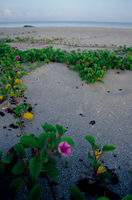 Photograph of Sanibel Island Railroad Vine