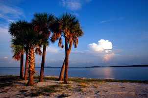 Photograph of Sanibel Causeway Palm Trees