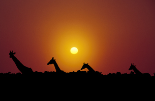 Photograph of Giraffes in the Morning Sun