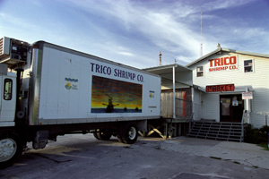 Photograph of Trico Shrimp Co Truck Art