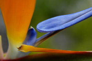 Photograph of Bird of Paradise