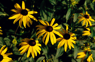 Photograph of Black-eyed Susans