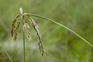 Photograph of a Sea Oat