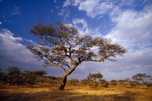 Photograph of Kenya