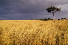 Photograph of Kenya, Africa