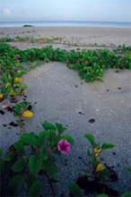 Photograph of Sanibel Island