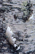 Photograph of Birchbark