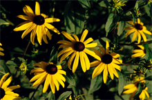 Photograph of Black Eyed Susan