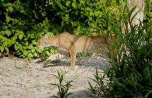 Photograph of Bobcat