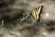 Photograph of Butterfly