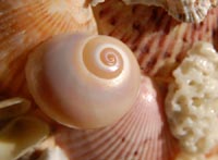 Photograph of Cats Eye Shell