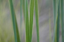 Photograph of Cat Tails