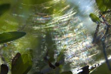 Photograph of Cobweb
