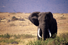 Photograph of Elephant