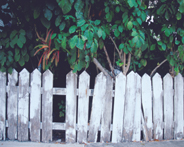 Photograph of Key West