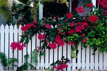 Photograph of Key West