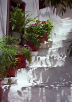 Photograph of Skopelos, Greece