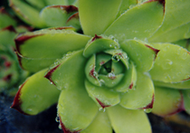 Photograph of Hens & Chicks