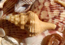 Photograph of Shell, Sanibel, Florida