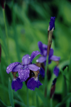 Photograph of Irises