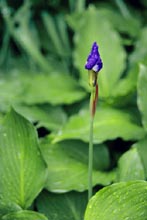 Photograph of Iris