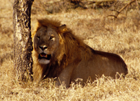 Photograph of Lion