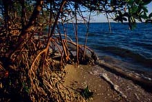 Photograph of Sanibel Island Mangroves