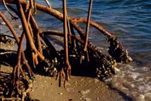Photograph of Sanibel Island Mangrove Roots