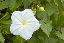 Photograph of Moonflower