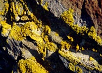 Photograph of Moss