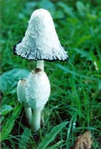 Photograph of Mushrooms