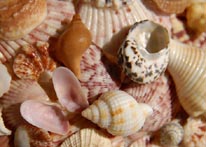 Photograph of Sanibel Island Shell