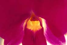 Photograph of Orchid