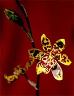 Photograph of Orchid