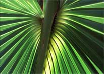 Photograph of Palm Frond