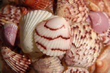 Photograph of sanibel Island Shell