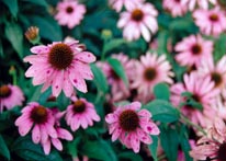 Photograph of Flowers