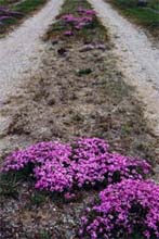 Photograph of Flowers