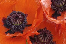 Photograph of Poppies