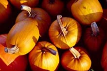 Photograph of Pumpkin