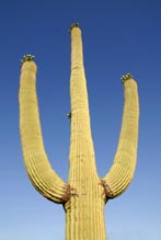 Photograph of Saguaro