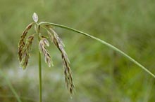 Photograph of Seaoat