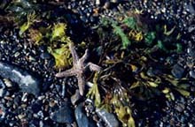Photograph of Seastar