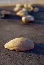 Photograph of Shells
