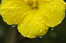 Photograph of Hibiscus