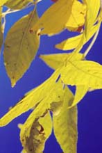 Photograph of Fall Yellow Leaves