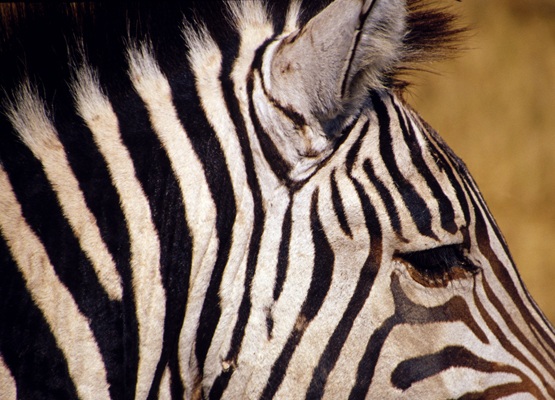 Photograph of Zebra
