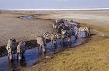 Photograph of Zebras